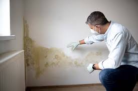 Reliable Mccalla, AL Mold Prevention & Removal  Solutions